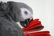 African Grey