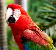 Bird Behavior Classes